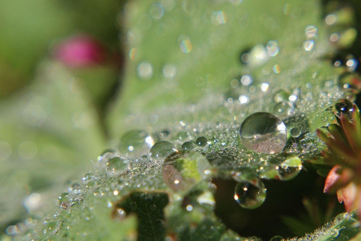 Dew on Leaves