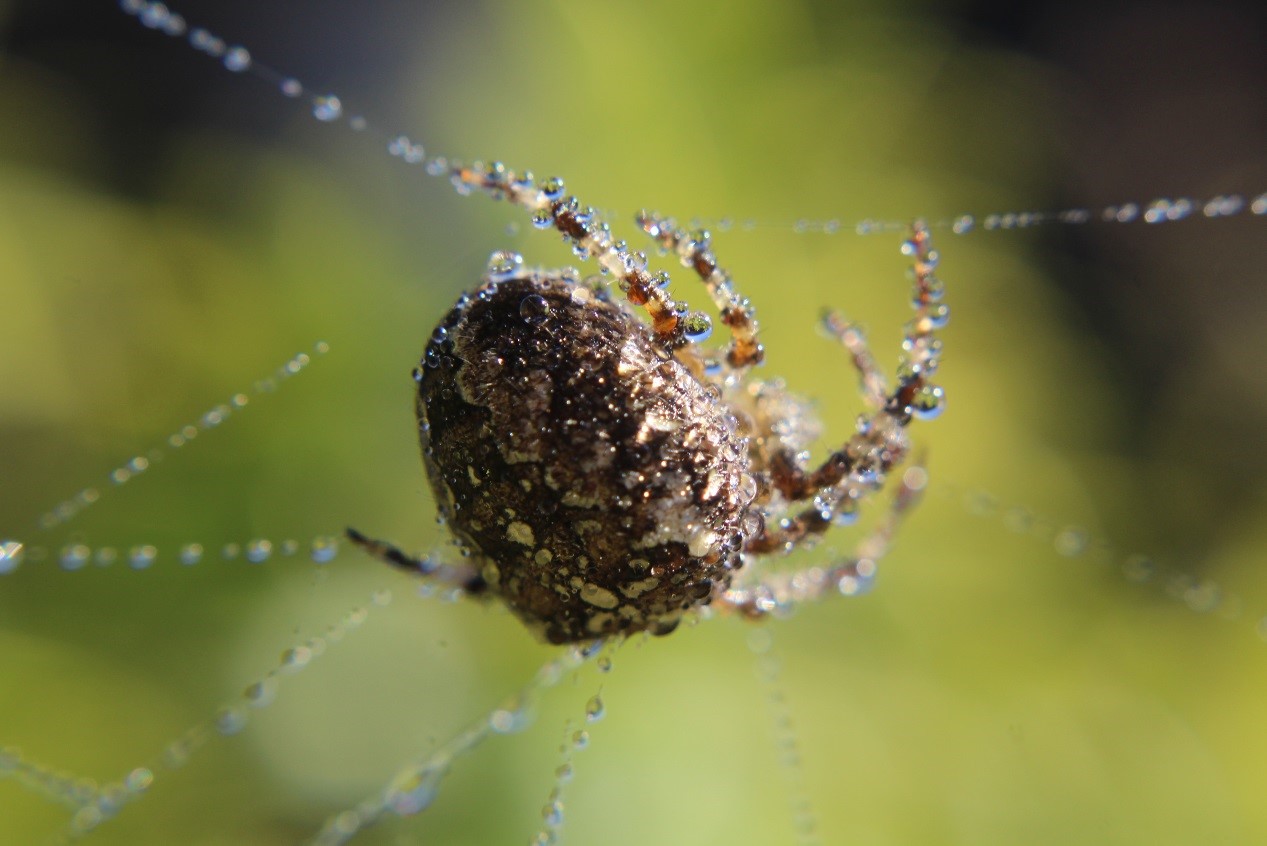 Garden Spider