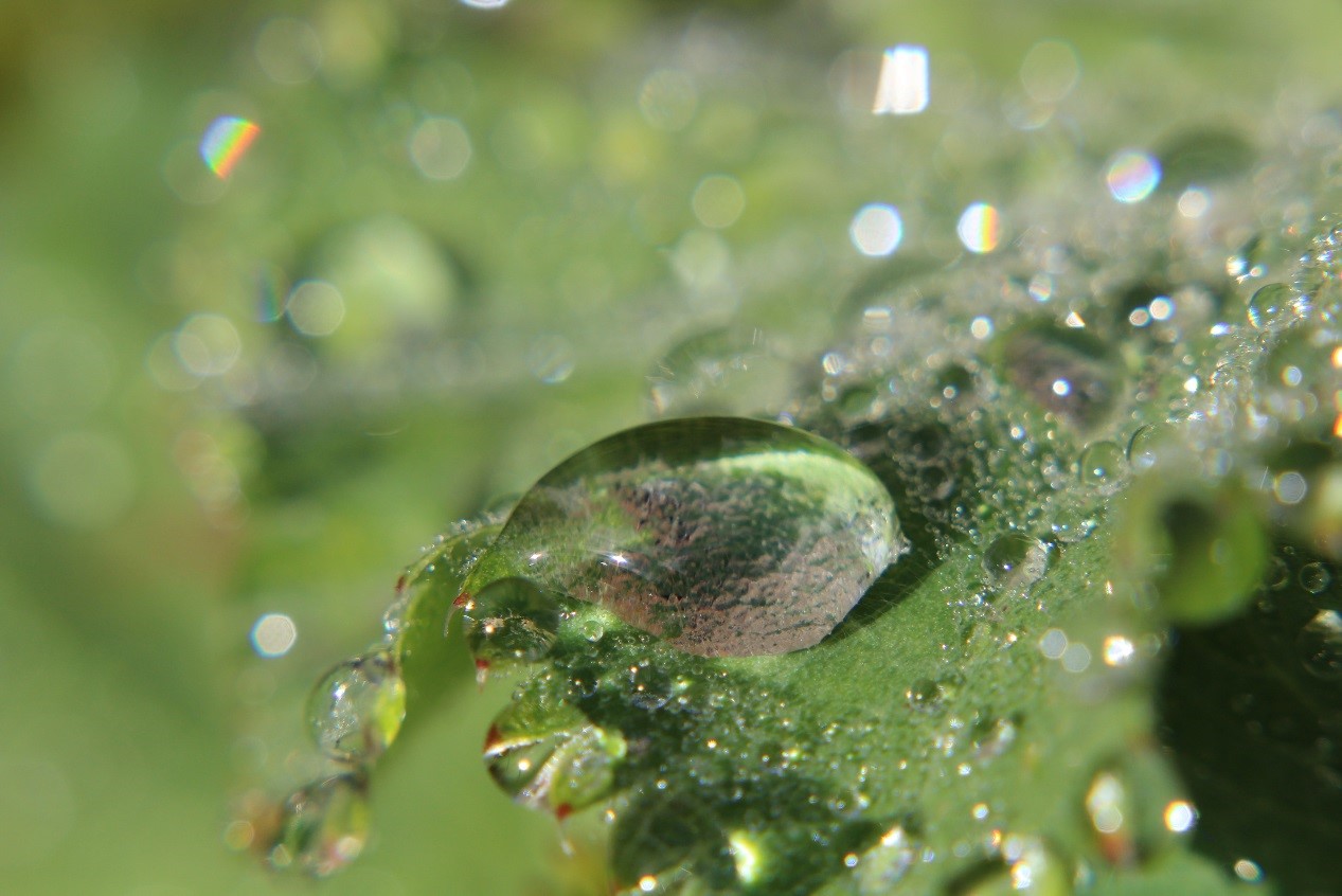 Dew on Leaves